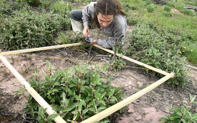 La empresa de desarrollo rural Sylvestris reforestará más de 2.200 hectáreas de bosque tras la inyección económica de Fundación Repsol