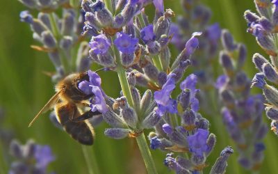 Informes y libros sobre biodiversidad que se publicarán durante 2020