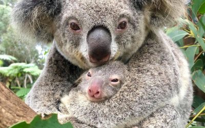 El koala ‘Ash’, icono de la recuperación de la vida silvestre en Australia