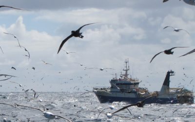 La mitad de los españoles cambian sus hábitos de consumo de pescado para proteger la vida oceánica, según la ‘charity’ Marine Stewardship Council