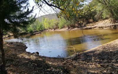 La eliminación de las  barreras fluviales obsoletas ofrecería una oportunidad única de recuperación de la biodiversidad en los ríos europeos