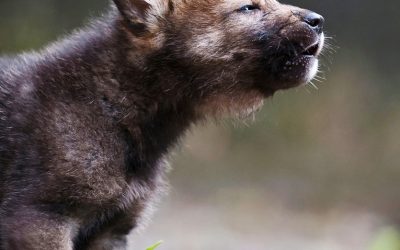 Clamor social para que la Junta de Castilla y León suspenda la subasta de la caza de doce lobos ibéricos en la Sierra de la Culebra