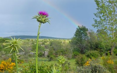 Sylvestris se alía con la Junta para reforestar y restaurar baldíos y territorios quemados en Extremadura y crear empleo en zonas rurales