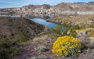 40 Million People Rely on the Colorado River. It’s Drying Up Fast