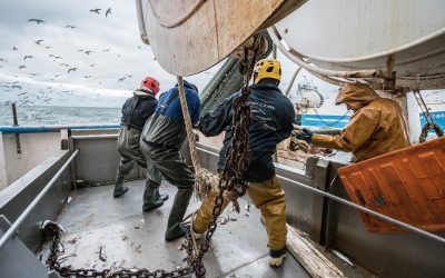 La captura combinada de caballa, arenque y bacaladilla ha rebasado los límites sostenibles en casi cinco millones de toneladas de peces desde 2015