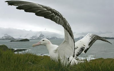 Crónicas de Fauna