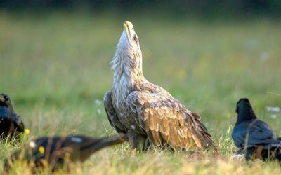 Bienvenido, pigargo europeo… Pese a quien le pese