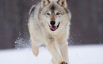 ¿Quieres eficiencia energética? Mira a los animales
