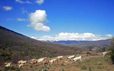 ¿Qué vamos a hacer con la carne española?