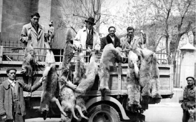 Monfragüe, Cabañeros. Doñana. ¿Cuándo vuelve el lobo?