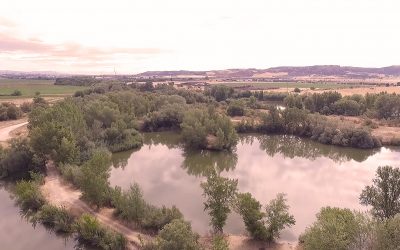 Talavera de la Reina: ¿Puede su fauna sacarla del marasmo?