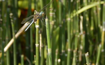 Dejad que los insectos se acerquen a vosotros