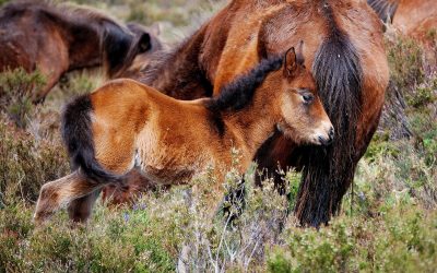 ‘Crónicas de Fauna… y más’, por Eugenio Fernández