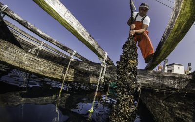 El superalimento sostenible que da trabajo a 15.000 gallegos