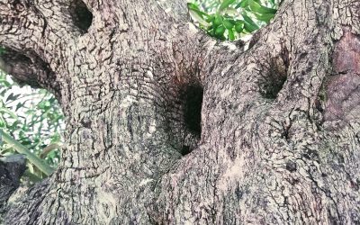 ‘Corazón de Olivo, Piel de Almendra’, Premio Botín 22, creará una planta de producción de pellet como sustituto del plástico