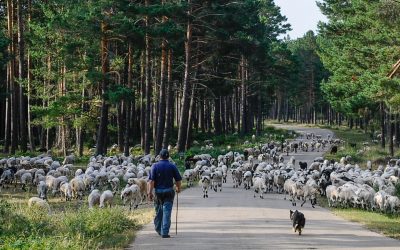 Fundación Global Nature considera el pastoreo tradicional un gran aliado del bosque frente al cambio climático