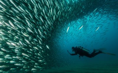 Urgen a los Gobiernos para que actúen ahora y con firmeza para proteger los recursos pesqueros del Atlántico nororiental