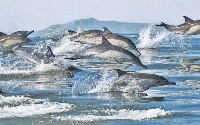La revista Ambienta analiza la protección de los océanos y de la biodiversidad marina en España