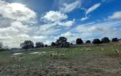 El Milagro de Blanca Entrecanales: la finca ecológica, integral, circular y autosuficiente