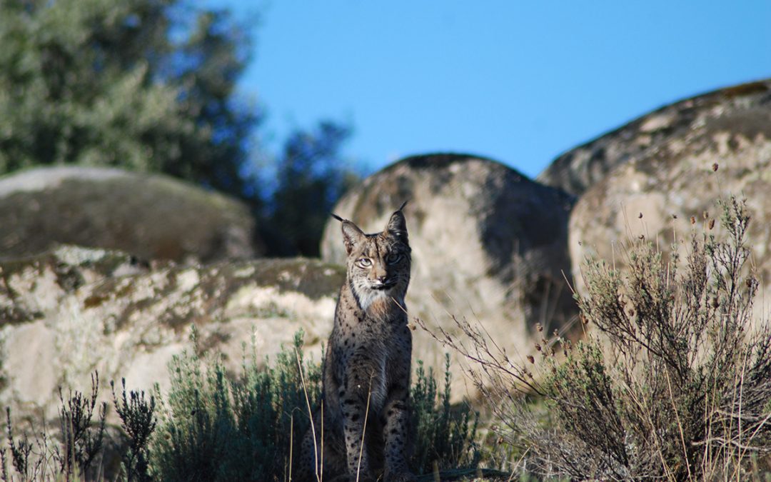 Iberian Lynx Comeback: The European Nature Trust Visits CBD-Hábitat Foundation