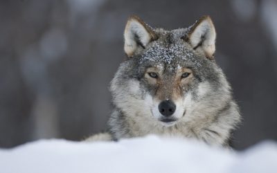 Switzerland’s Culling Of Wolves Draws National And International Condemnation, Contravening Science And Public Opinion