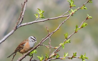 Las granjas lecheras son un importante refugio para aves con poblaciones en declive vinculadas a la agricultura