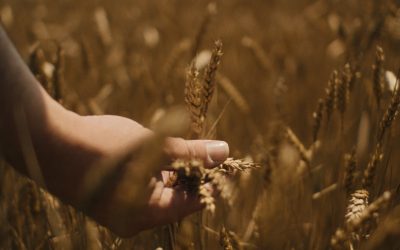 El 40% de los cereales de las papillas Nestlé proceden en España de agricultura regenerativa