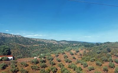 Calidad, innovación y cercanía al servicio del consumidor de aceite de oliva