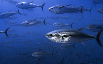 El estado de los recursos marinos y el caso del atún rojo en peligro: avances y amenazas
