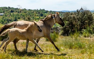 El impacto ecológico del pastoreo con caballos salvajes en Valle del Côa